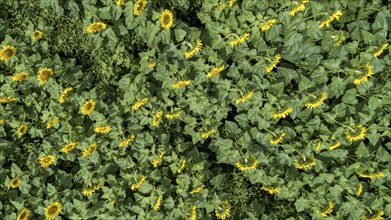 Aerial view of a field with sunflowers (Helianthus annuus) at the edge of a forest near Augsburg,