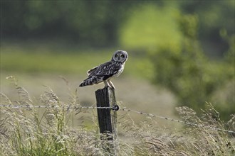 Short-eared owl (Asio flammeus) (Asio accipitrinus) perched on fence post along field