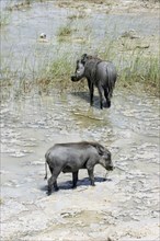 Two common warthogs (Phacochoerus africanus) foraging in mud on lake shore, Etosha National Park,