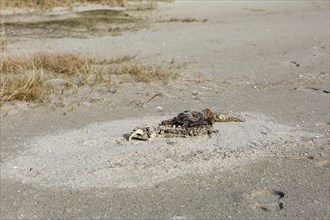 Harbor seal (Phoca vitulina), found dead on the beach, skeleton, example of material cycles in