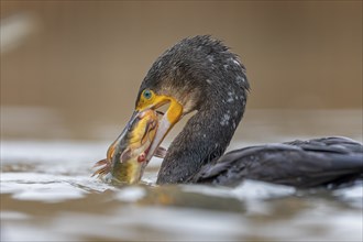 Great cormorant (Phalacrocorax carbo) with catfish as prey, hunting, fishing, making prey,