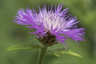 Psephellus dealbatus (Centaurea dealbata), flower, Baden-Württemberg, Germany, Europe