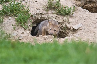 Timber Wolf (Canis lupus), cub in cave, captive, Germany, Europe