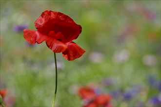 Poppy flowers (Papaver rhoeas), Münsterland, North Rhine-Westphalia, Germany, Europe