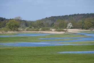 Elbe meadows, floodplain landscape, UNESCO Biosphere Reserve River Landscape ELBE,