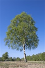 Downy birch (Betula pubescens), solitary, in spring, blue sky, Lower Saxony, Germany, Europe