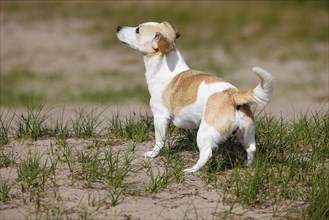 Dog, Jack Russell Terrier, Dog breed, Domestic dog (Canis lupus familiaris), Schleswig-Holstein,