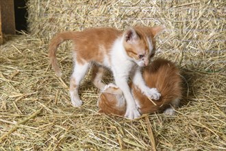 Two kittens playing in a farmhouse. Bas-Rhin, Collectivite europeenne d'Alsace, Grand Est, France,