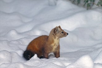 American marten (Martes americana), in the snow, on the ground, Ontario, Canada, North America