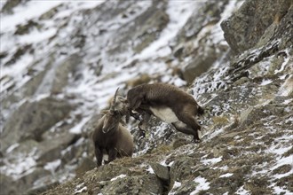 Two young Alpine ibex (Capra ibex) males fighting on mountain slope during the rut in winter, Gran