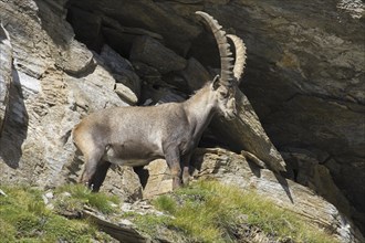 Alpine ibex (Capra ibex) male standing in rock face in summer in the Hohe Tauern National Park,