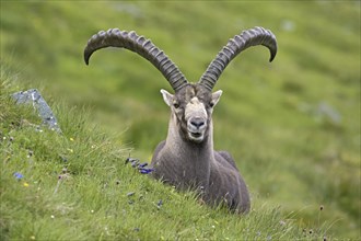 Alpine ibex (Capra ibex) male with big horns in summer in the Hohe Tauern National Park, Austrian