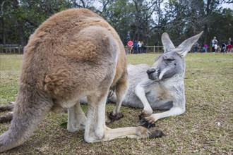 Kangaroos (macropods), Lone Pine sanctuary, Brisbane, Queensland, Australia, Oceania