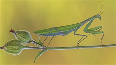 European mantis (Mantis religiosa) female, green variant, lying in wait, Bisophere Reserve