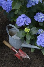 Flowering blue hydrangea (Hydrangea macrophylla) with garden tools