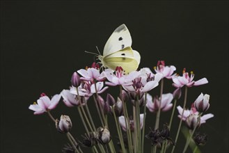 Small white (Pieris rapae) sitting on flower of flowering rush (Butomus umbellatus), Hesse,