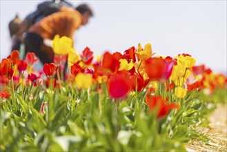 Flowering tulip fields to pick yourself