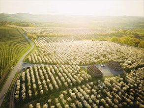 Blooming apple orchards in Wittgensdorf