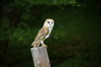 Common barn owl (Tyto alba), sitting on wooden pole, Bohemian Forest, Czech Republic, Europe