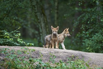 European gray wolf (Canis lupus), two cubs in the forest, Germany, Europe