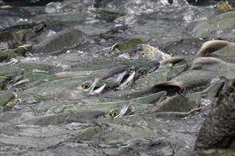 Pink salmons (Oncorhynchus gorbuscha) swim densely packed upstream on their way to spawning