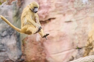 Guinea baboon (Papio papio) jumping, Bavaria, Germany Europe