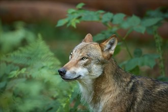 European gray wolf (Canis lupus), in the forest, portrait, Germany, Europe