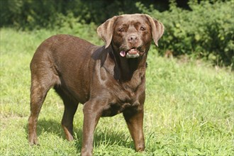 Labrador Retriever (Canis lupus familaris), female, 13 years, North Rhine-Westphalia, Germany,