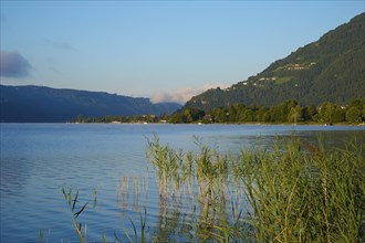 Lake shore, reeds, sunrise, summer, Steindorf am Lake Ossiach, Lake Ossiach, Carinthia, Austria,