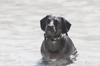 Dachshund Shih Tzu mix (Canis lupus familaris), male 4 years, sitting in water, North