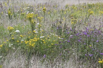 Wildflower meadow, Emsland, Lower Saxony, Germany, Europe