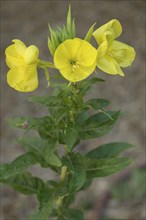 Flowering evening primrose (Oenothera biennis), Bavaria, Germany, Europe