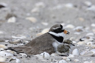 Little Ringed Plover (Charadrius hiaticula), adult bird on the clutch of eggs, Lower Saxony Wadden