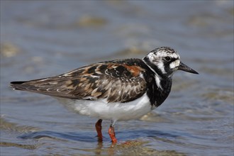 Ruddy turnstone (Arenaria interpres), foraging in the mudflats, Lower Saxon Wadden Sea National