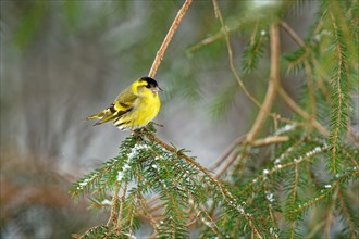 Eurasian siskin (Carduelis spinus), male, sitting on a branch, with snow, Upper Bavaria, Bavaria,