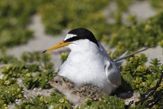 Little Tern (Sternula albifrons), adult bird hooting chicks, jumper being hooted, Lower Saxon