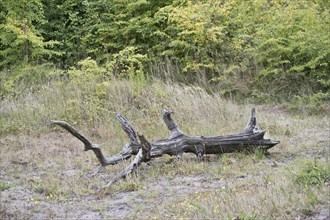 Deadwood, tree trunk, Terschelling, Netherlands