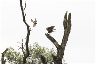 Common kestrel (Falco tinnunculus) attacks steppe buzzard (Buteo buteo), Hesse, Germany, Europe