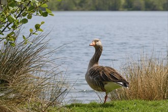 Greylag Goose (Anser anser) at Lake Vienenburg, Vienenburg, Goslar, Harz, Lower Saxony, Germany,