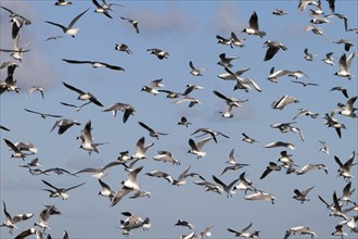 Black-headed Black-headed Gull (Chroicocephalus ridibundus), predation defence, breeding colony in