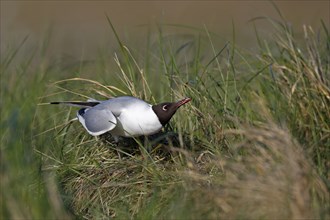 Black-headed Black-headed Gull (Chroicocephalus ridibundus), individual mating in the breeding