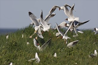 Black-headed Black-headed Gull (Chroicocephalus ridibundus), predation defence, collective defence