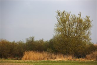 Willow trees and wet meadow on the banks of the Peene, Flusslandschaft Peenetal nature park Park,