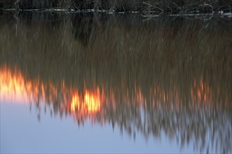 Reeds against the light at sunset with reflection in the water, Flusslandschaft Peenetal nature