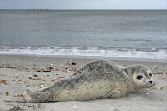 Common harbor seal (Phoca vitulina), howler, young resting on the beach, Lower Saxony Wadden Sea