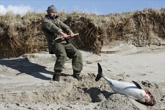 Harbour porpoise (Phocoena phocoena), dead find on the beach, recovery of a dead find, disease