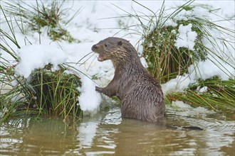 European otter (Lutra lutra), in the snow, winter, captive, Germany, Europe