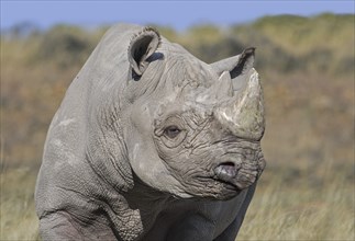 Eastern black rhinoceros, East African black rhinoceros, eastern hook-lipped rhinoceros (Diceros