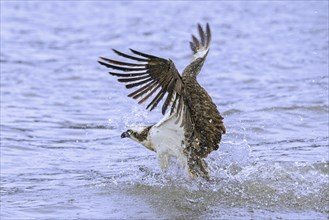 Western osprey (Pandion haliaetus) with caught fish in its talons, taking off from water of lake by