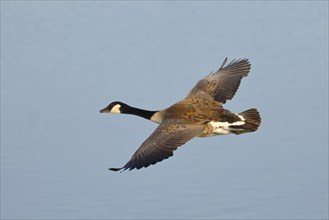 Canada Goose (Branta canadensis), in flight, Gunzenhausen, Altmühlsee, Franconian Lake District,